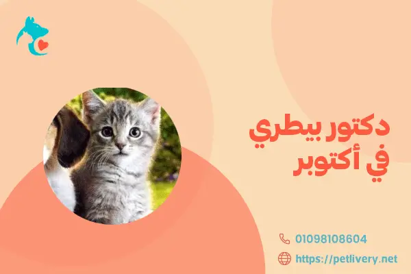 دكتور بيطري في أكتوبر
