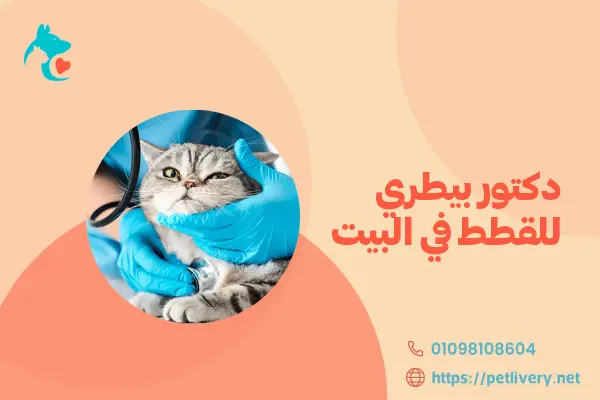 دكتور بيطري للقطط في البيت