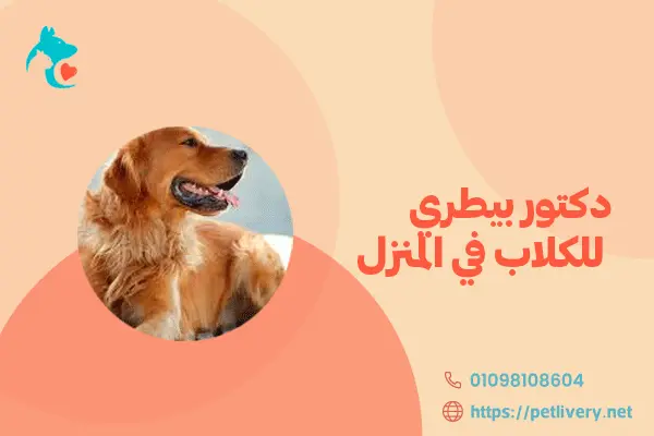 دكتور بيطري للكلاب في المنزل