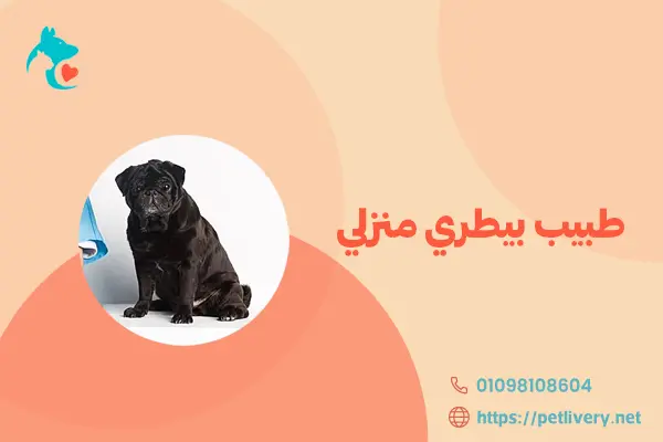 طبيب بيطري منزلي