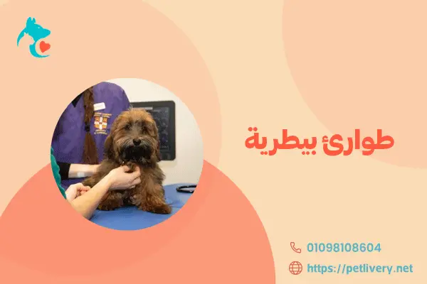 طوارئ بيطرية