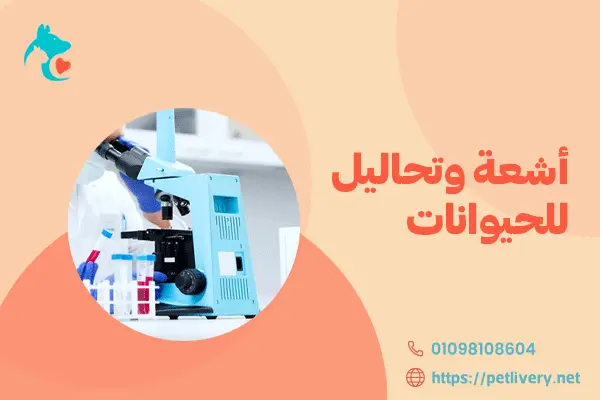 أشعة وتحاليل للحيوانات