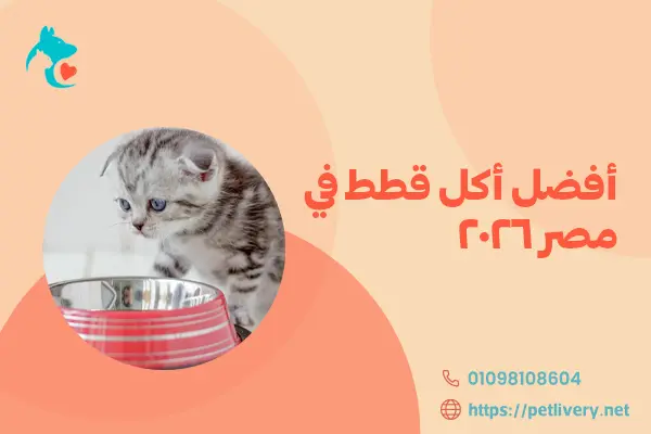 أفضل أكل قطط في مصر 2026