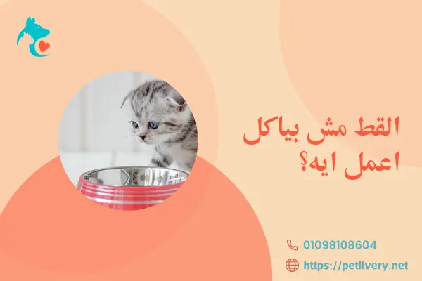 القط مش بياكل اعمل ايه