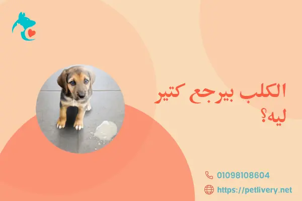 الكلب بيرجع كتير ليه