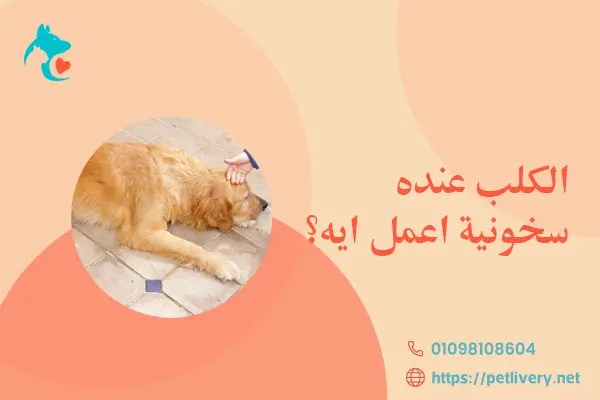 الكلب عنده سخونية اعمل ايه