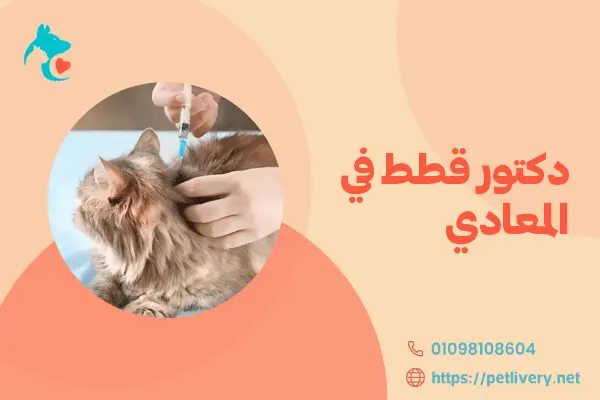 دكتور قطط في المعادي