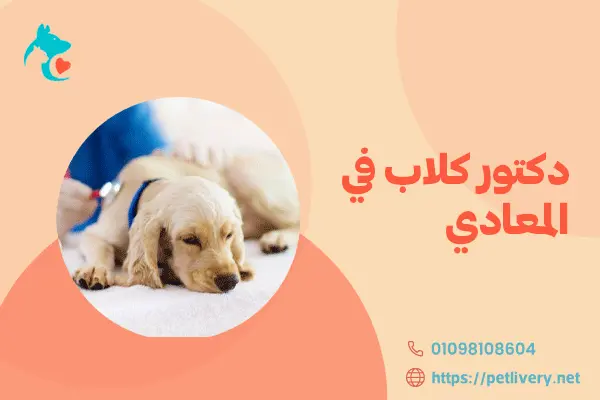 دكتور كلاب في المعادي
