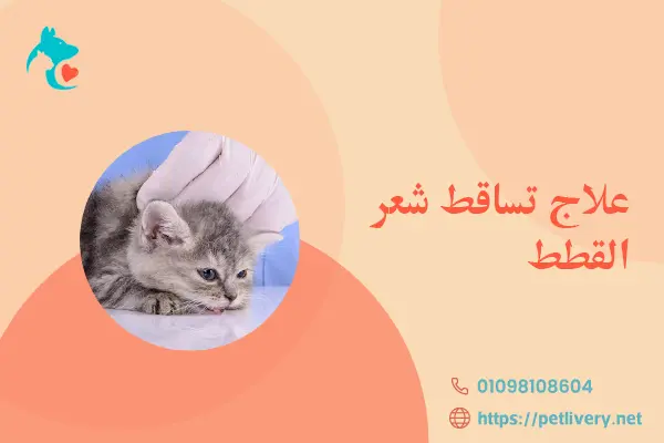 علاج تساقط شعر القطط