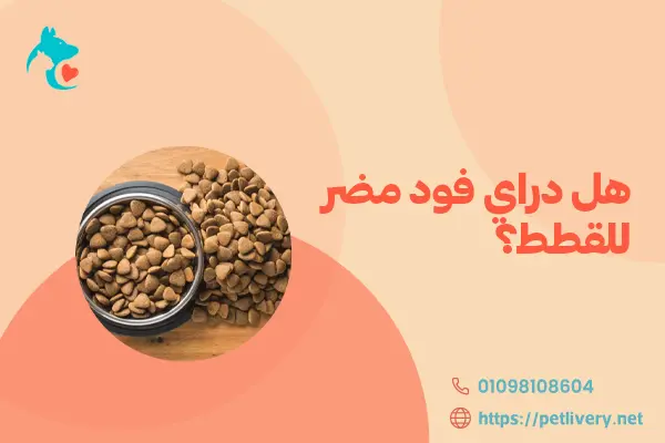 هل دراي فود مضر للقطط