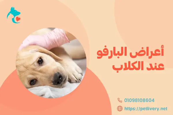 أعراض البارفو عند الكلاب