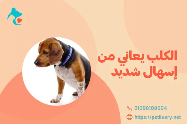 الكلب يعاني من إسهال شديد