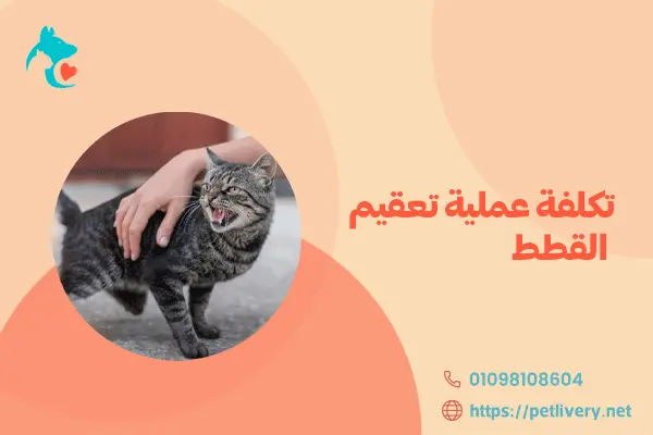 تكلفة عملية تعقيم القطط
