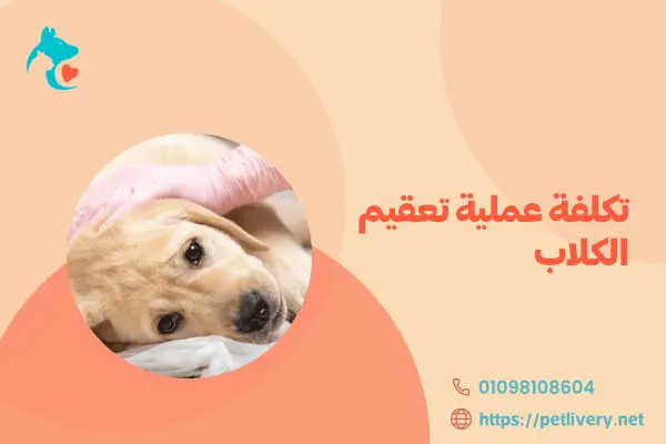 تكلفة عملية تعقيم الكلاب