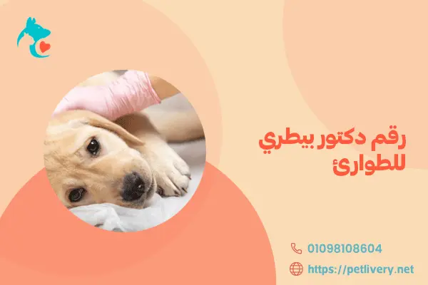 رقم دكتور بيطري للطوارئ
