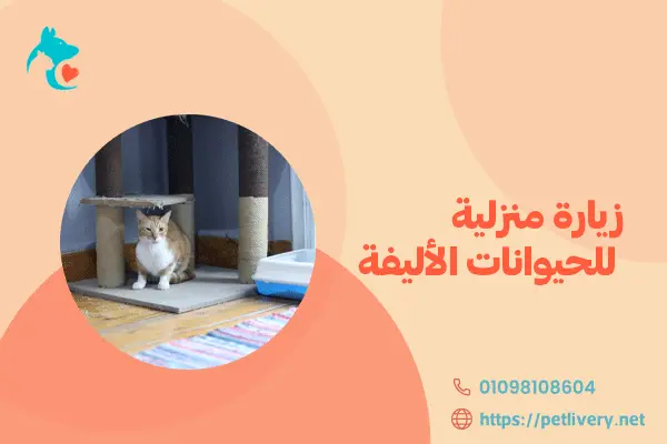 زيارة منزلية للحيوانات الأليفة