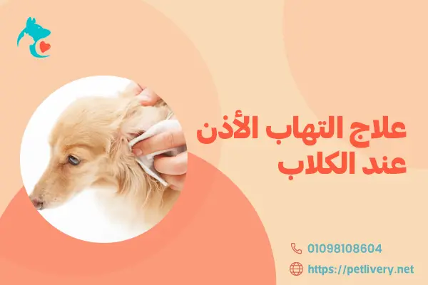 علاج التهاب الأذن عند الكلاب