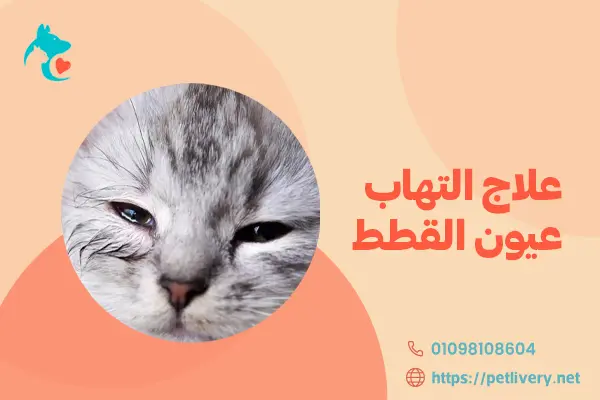 علاج التهاب عيون القطط