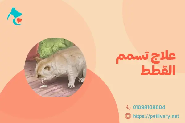 علاج تسمم القطط
