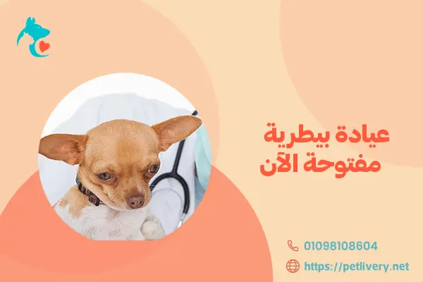 عيادة بيطرية مفتوحة الآن