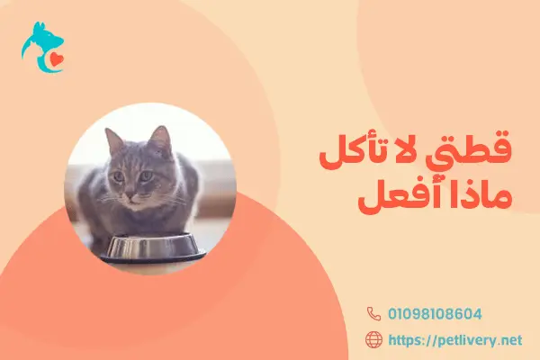 قطتي لا تأكل ماذا أفعل