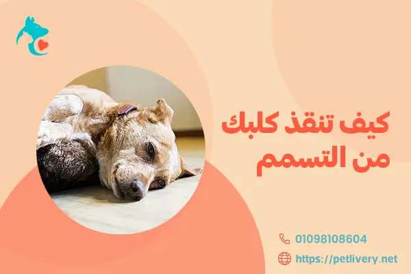 كيف تنقذ كلبك من التسمم