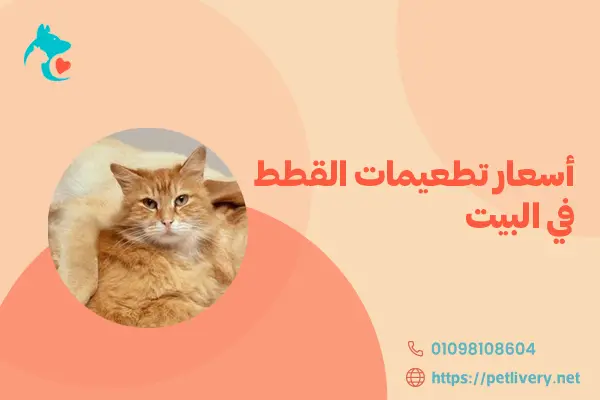 أسعار تطعيمات القطط في البيت