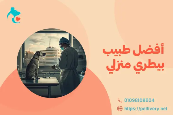 أفضل طبيب بيطري منزلي