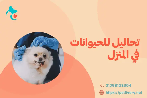 تحاليل للحيوانات في المنزل