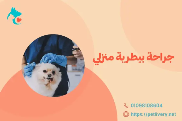 جراحة بيطرية منزلية