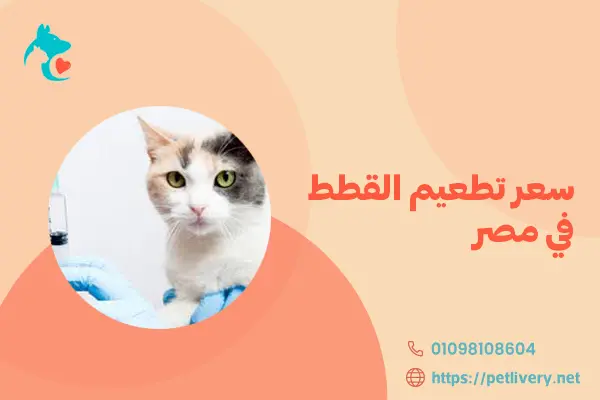 سعر تطعيم القطط في مصر