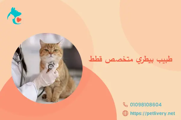 طبيب بيطري متخصص قطط
