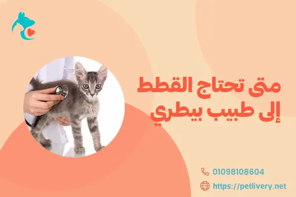 متى تحتاج القطط إلى طبيب بيطري