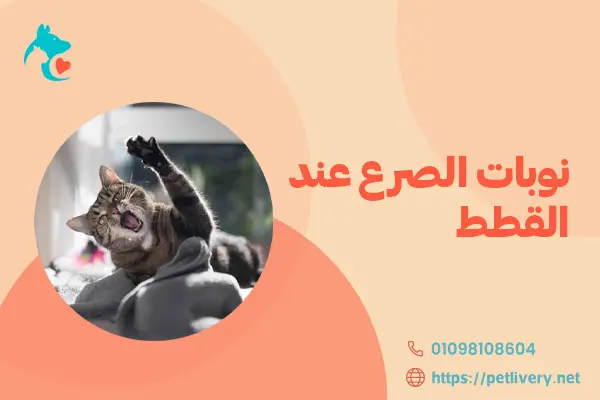 نوبات الصرع عند القطط