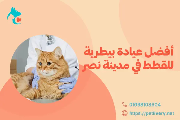 أفضل عيادة بيطرية للقطط في مدينة نصر