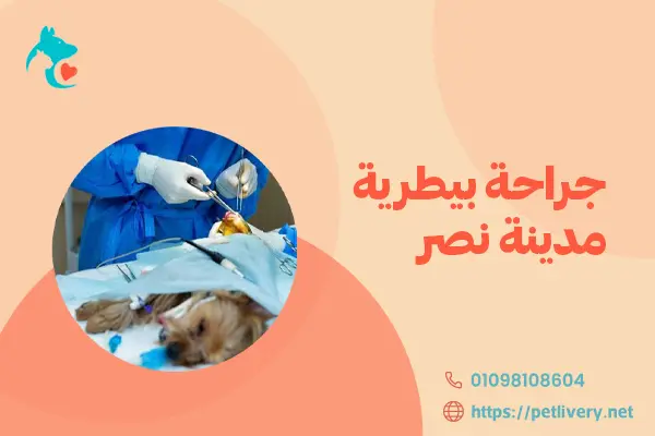 جراحة بيطرية مدينة نصر