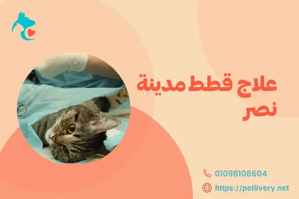 علاج قطط مدينة نصر