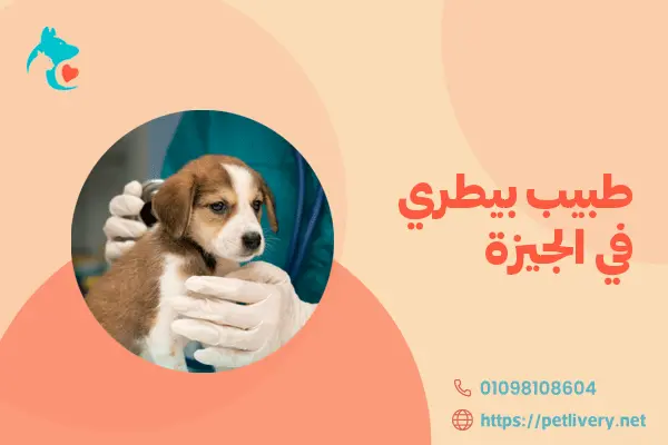 طبيب بيطري في الجيزة