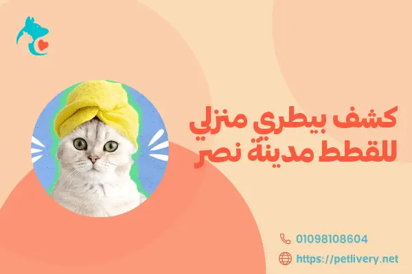 كشف بيطري منزلي للقطط مدينة نصر 