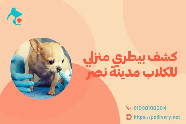 كشف بيطري منزلي للكلاب مدينة نصر