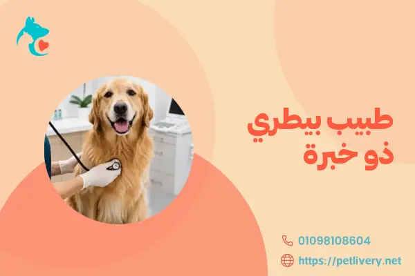 طبيب بيطري ذو خبرة